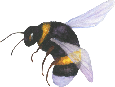Illustration bee watercolor
