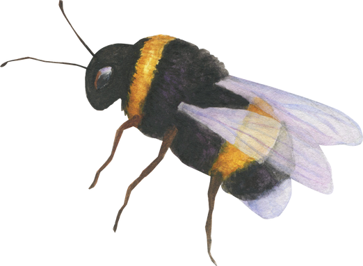 Illustration bee watercolor